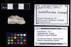 Foto (Objekt + Etikett) von Galatheoidea indet.  (NHMW-GEO-2014-0194-1001)